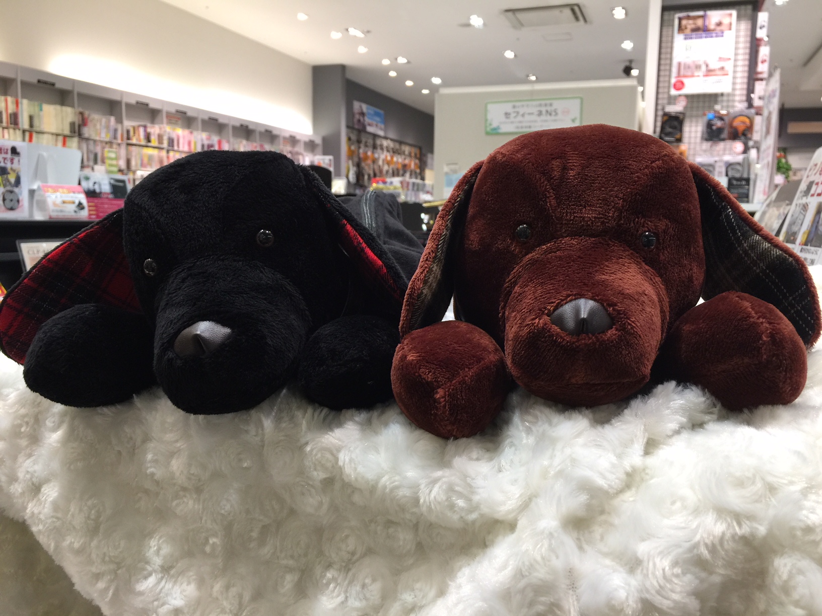 フルート 犬 ダックス型のフルートケースが再入荷しました イオンモール神戸北店 店舗情報 島村楽器